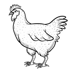 Sketch hen isolated on white background
