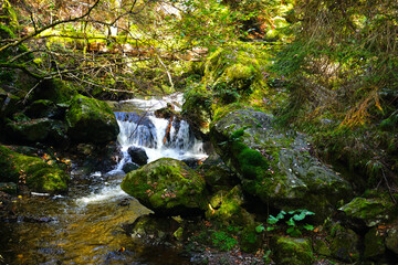 Ravennaschlucht im Südschwarzwald, Baden Württemberg, Deutschland