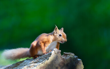Red squirrel standing on a tree stump