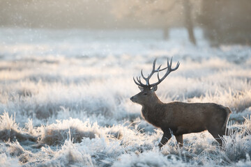 Red deer stag in the falling snow in winter