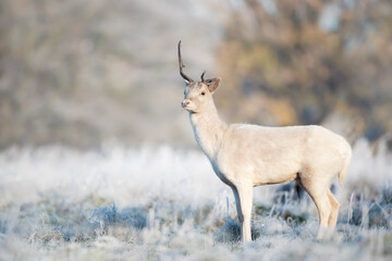 Fallow deer stag in winter