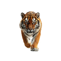 Obraz premium Majestic Tiger Walking Towards the Camera on White Background