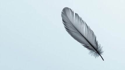 Fototapeta premium Single gray feather against a light blue background.