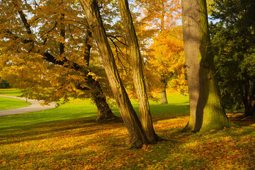 autmn in the park,autumn colored trees and beautiful light