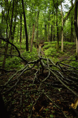 Obraz premium Greenery landscape