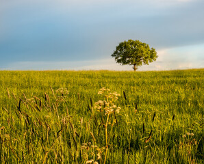 lonely tree