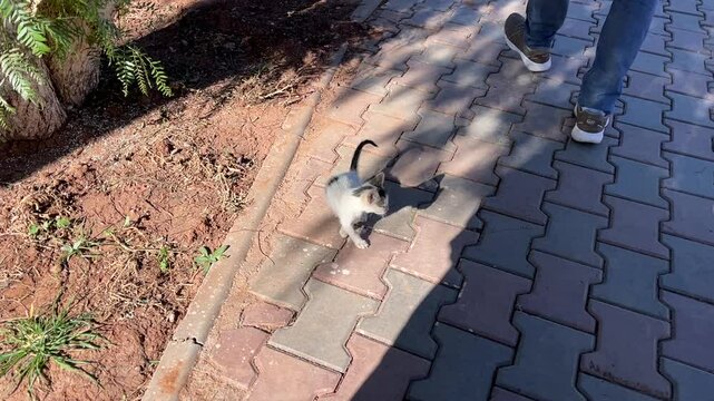 Adorable Kitten in Morocco: Too Cute to Miss