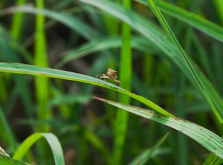 photo of a small brown insect, perched on the grass