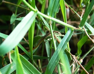 Takydromus tachydromoides, this grass lizard from Asia has a long tail and lives and hides in the grass.