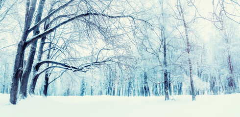 Winter forest panoramic background, snowy winter trees and snowdrifts in the forest. Winter forest snowy day scene