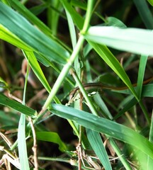 Obraz premium Takydromus formosanus, grass lizard in the bushes