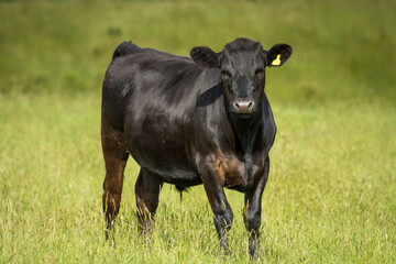 black angus steer in green grassy paddock