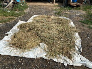 A pile of rice plants that are dried in the sun, the way of life of Asians, rice plants.