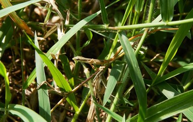 Takydromus formosanus, grass lizard in the bushes