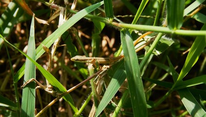 Beautiful long-tailed grass lizard in the grass, the scientific name of this lizard is Takydromus sexlineatus