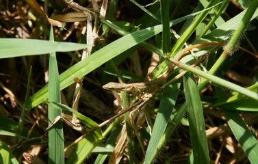 Beautiful long-tailed grass lizard in the grass, the scientific name of this lizard is Takydromus sexlineatus