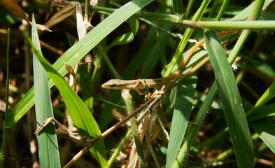 Takydromus formosanus, grass lizard in the bushes