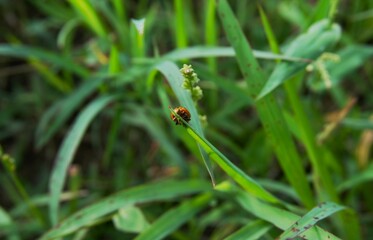 photo of a small brown insect, perched on the grass