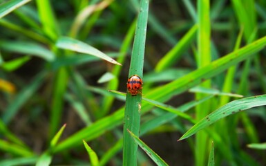 photo of a beautiful ladybug, red and black, perched on the grass