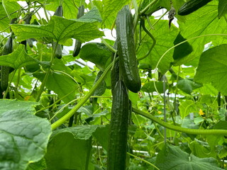 Green long cucumbers on a lianas of cucumber plants in a greenhouse © Blackberry