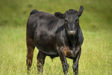 black angus steer in green grassy paddock