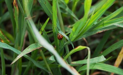 photo of a beautiful ladybug perched on green grass