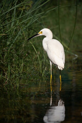 Great white heron in Playa Del Carmen, Quintana Roo, Mexico