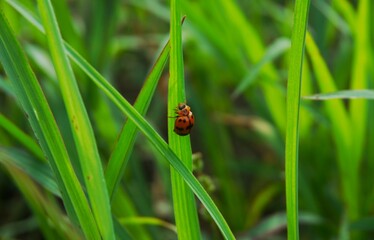 photo of a ladybug with a nice pattern and red, orange and black colors perched on the grass