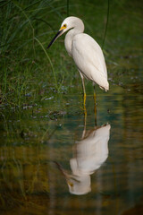 Great white heron in Playa Del Carmen, Quintana Roo, Mexico