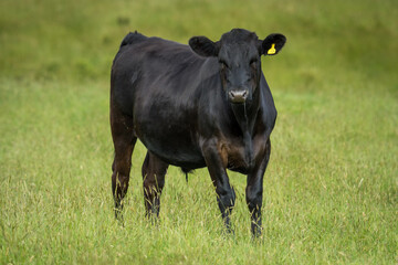 black angus steer in green grassy paddock