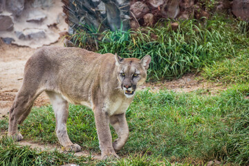 Puma en Zoológico de Huachipa, Lima - Perú