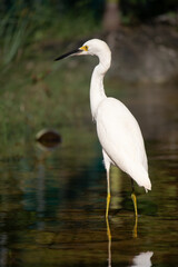Great white heron in Playa Del Carmen, Quintana Roo, Mexico