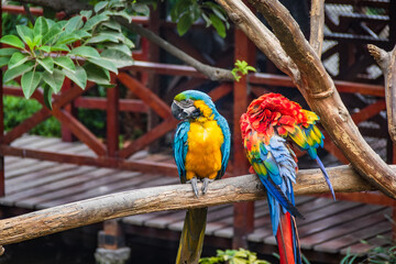 Guacamayos en Zoológico de Huachipa, Lima - Perú	
