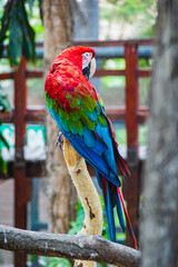 Guacamayo en Zoológico de Huachipa, Lima - Perú