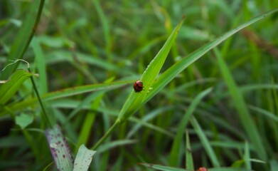 photo of a ladybug with a nice pattern and red, orange and black colors perched on the grass