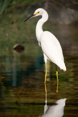 Great white heron in Playa Del Carmen, Quintana Roo, Mexico