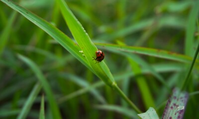 photo of a beautiful ladybug sitting on the grass