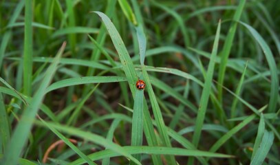 photo of a beautiful ladybug sitting on the grass