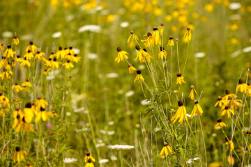 Field of prairie coneflowers within Pike Lake Unit, Kettle Moraine State Forest, Hartford, Wisconsin
