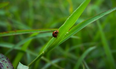 photo of a beautiful ladybug sitting on the grass