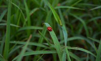 photo of a beautiful ladybug sitting on the grass