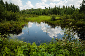 Obraz premium Reflections on roadside bog lake in northern Wisconsin