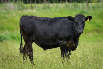 black angus steer in green grassy paddock