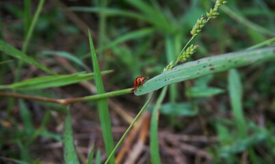 photo of Coccinella transversalis, ladybugs, ladybugs, a type of small insect with beautiful patterns and colors perched on the grass