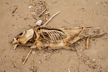 Skeleton of a fish along shoreline of Lake Michigan