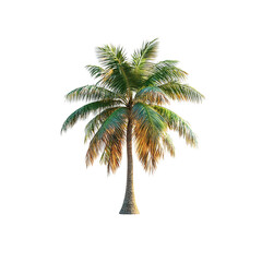 Obraz premium Single Tropical Palm Tree Isolated on White Background