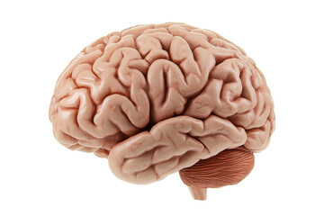 Stylized brain icon representing cognitive thinking and mental health concept