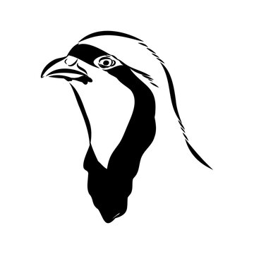 recommend clip art: Asian partridge, vector sketch, chukar