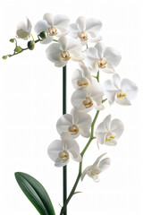 Beautiful white orchid flowers with a light background 