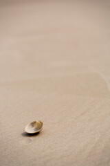 Sea shell along the gulf beach of Topsail Hill Preserve State Park, Santa Rosa Beach, Florida